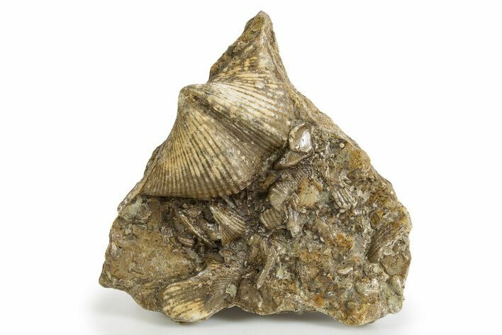 Fossil Brachiopod (Cyrtospirifer) Plate - Russia #322166